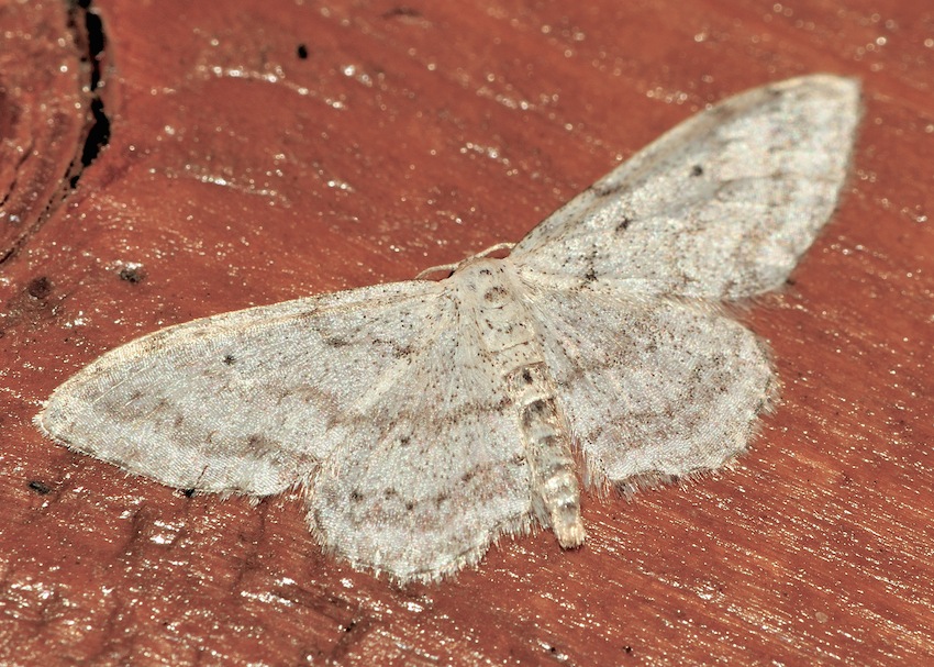 Idaea da determinare